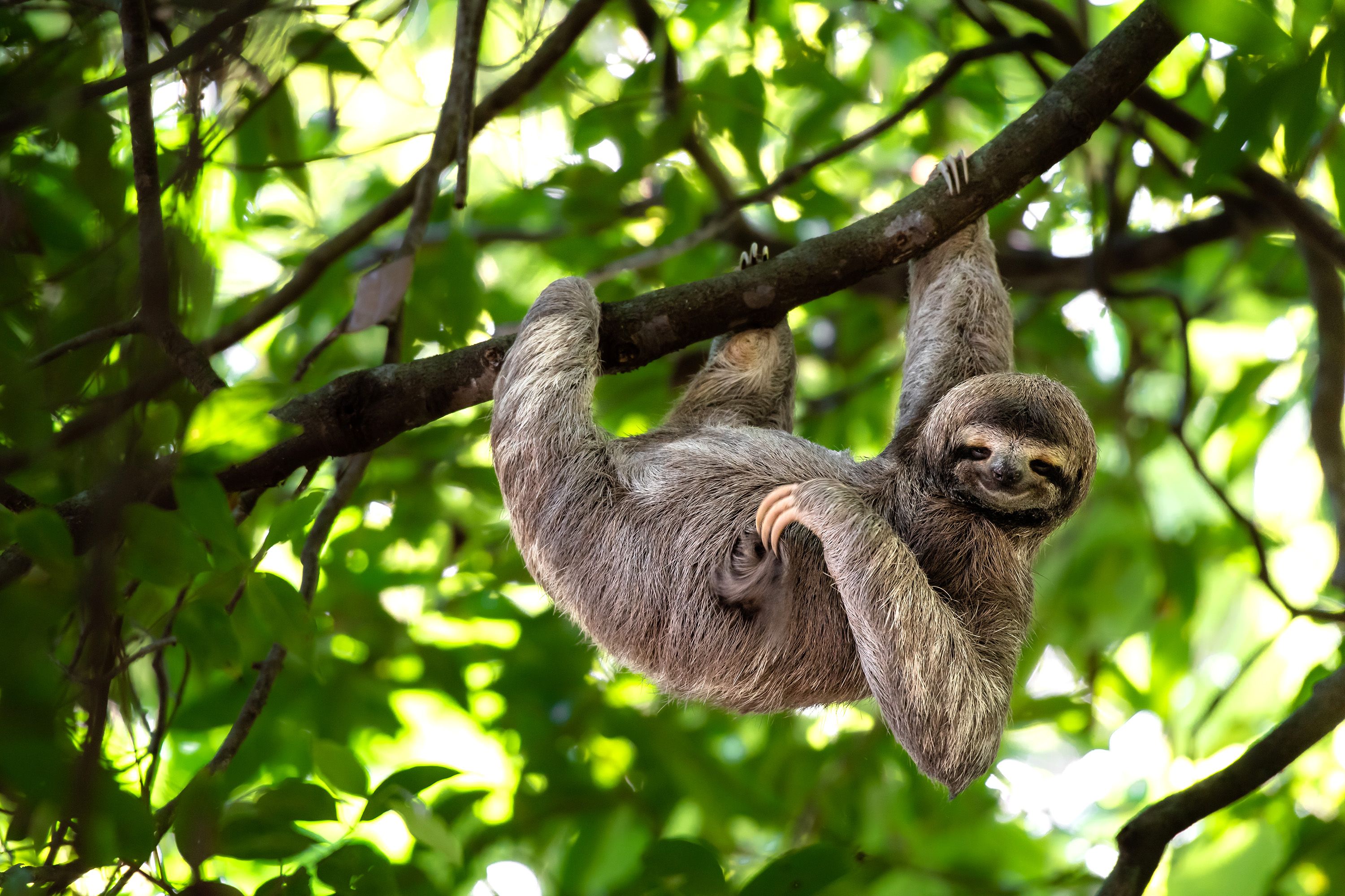 A three-toed sloth hangs from a tree branch in the rainforest.