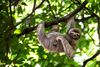 A three-toed sloth hangs from a tree branch in the rainforest.