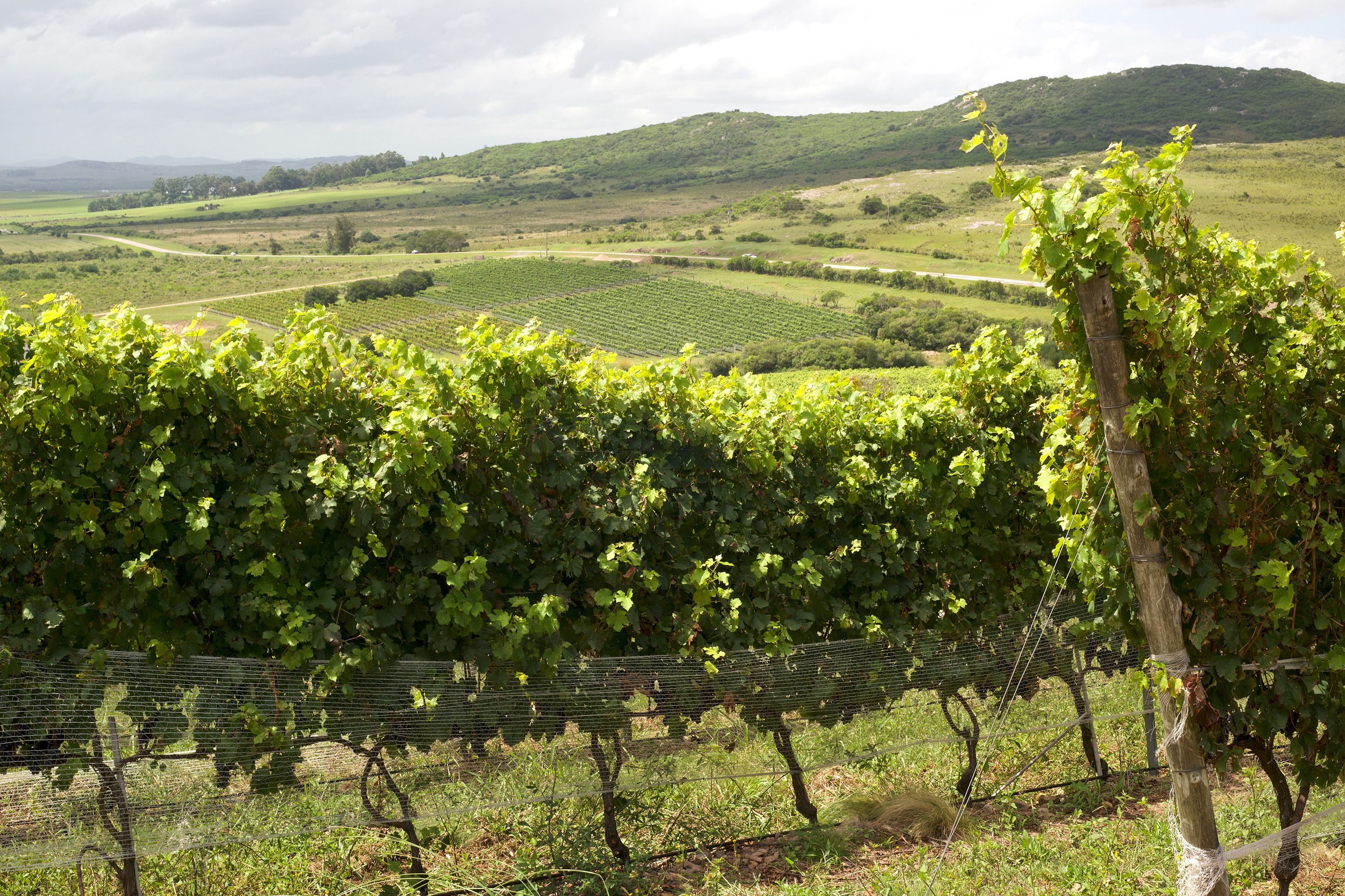 Grape vines in season with rolling hills in the distance.