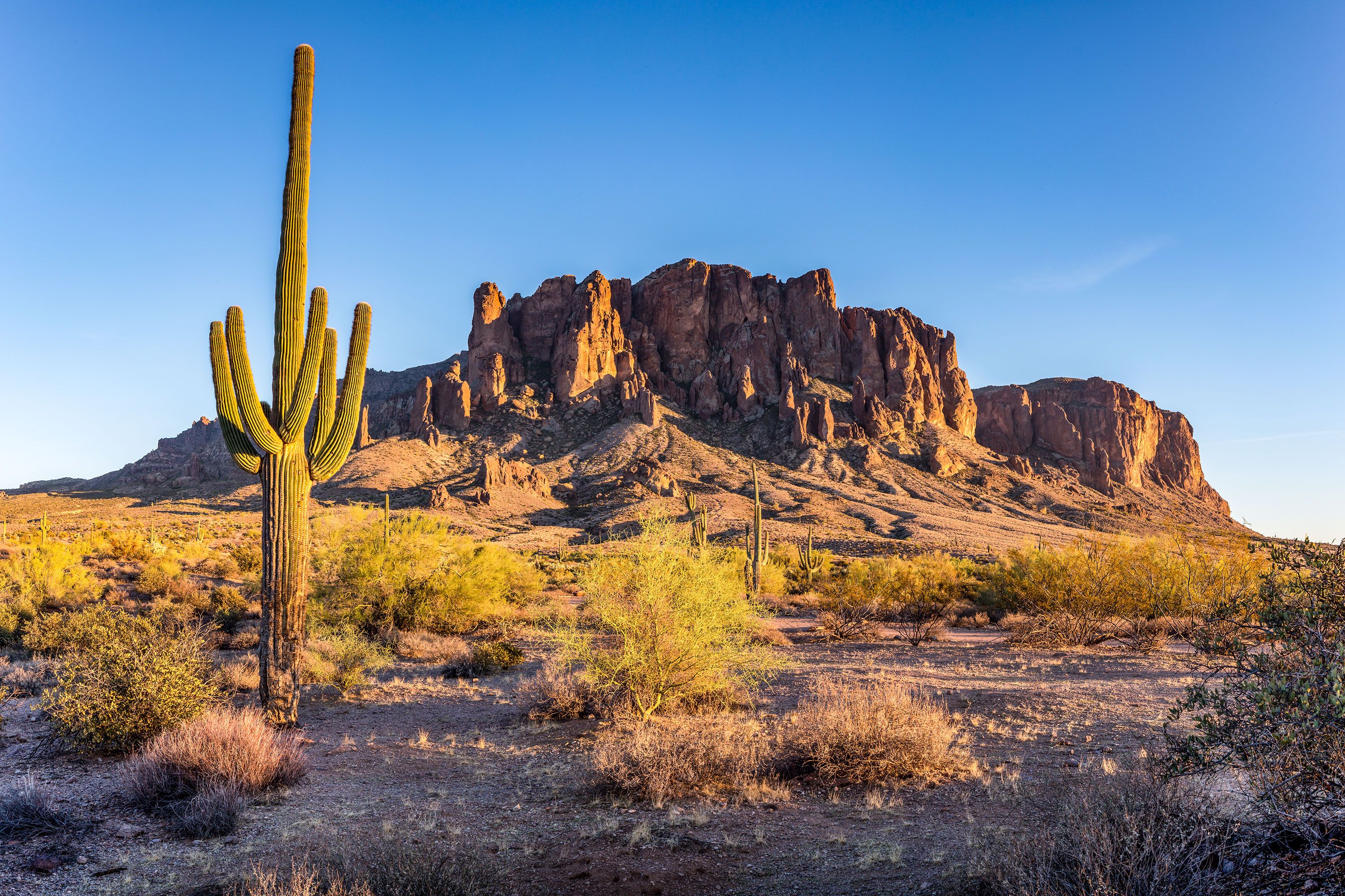A single cactus in a rocky desert landscape with mountain in the background under a blue cloudless sky.