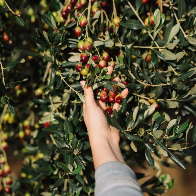 An arm reaches out to grab a handful of olives from an olive tree