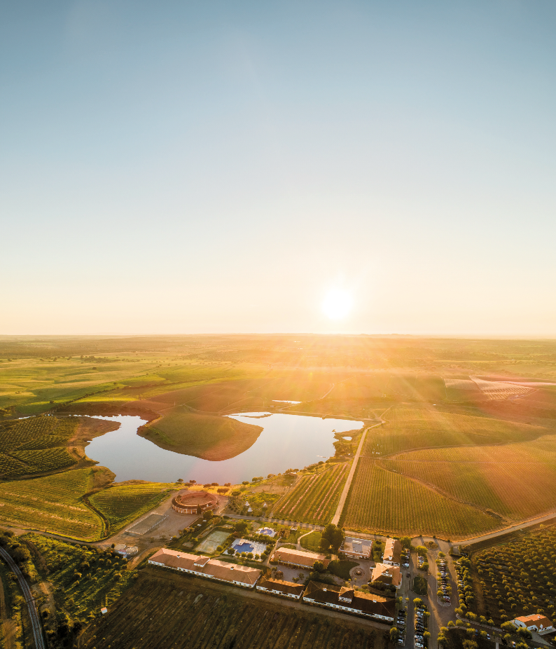 Vila Galé Alentejo Vineyards