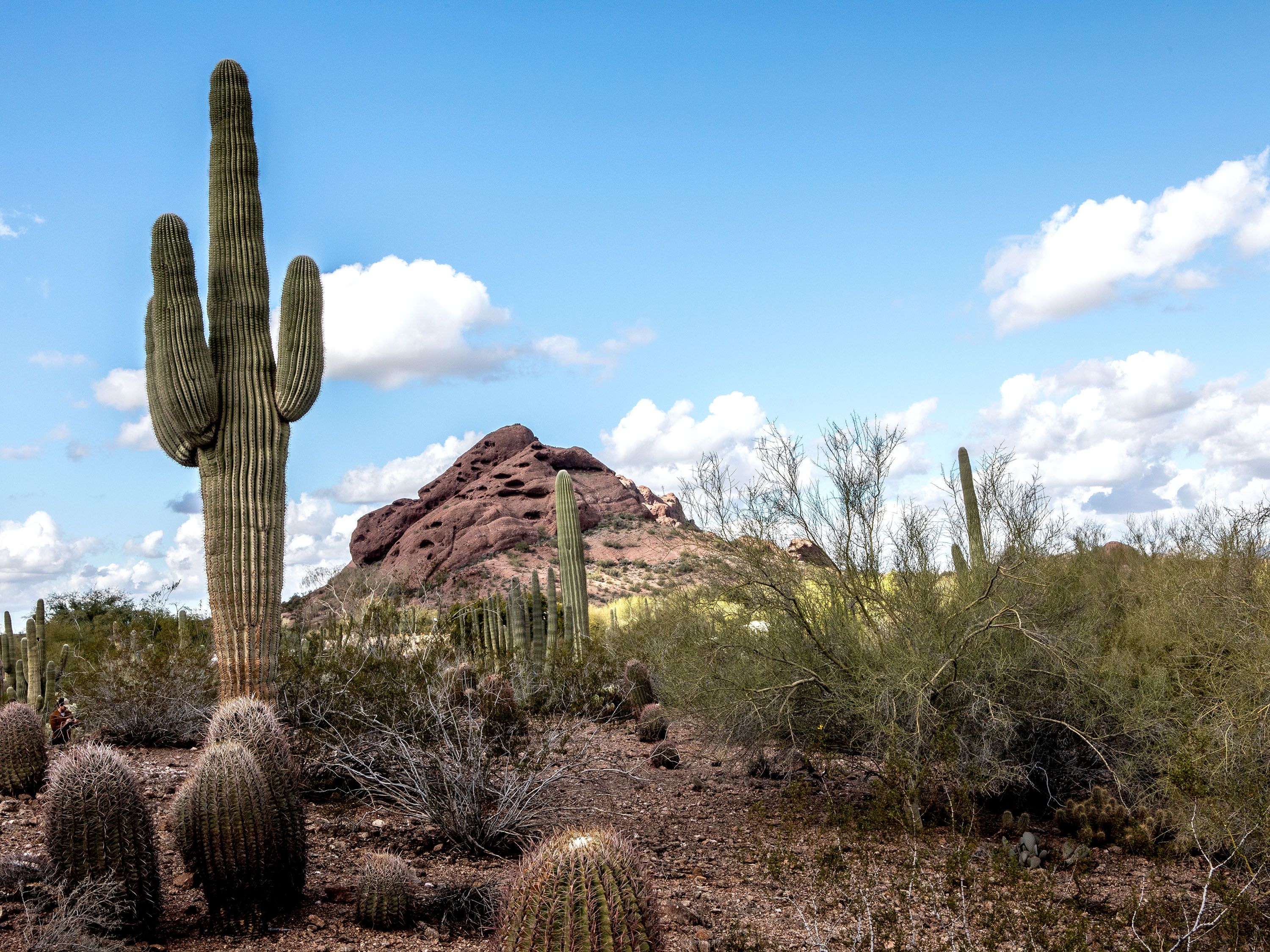 Camelback Mountain rises behind saguaro cacti and desert vegetation in Arizona.