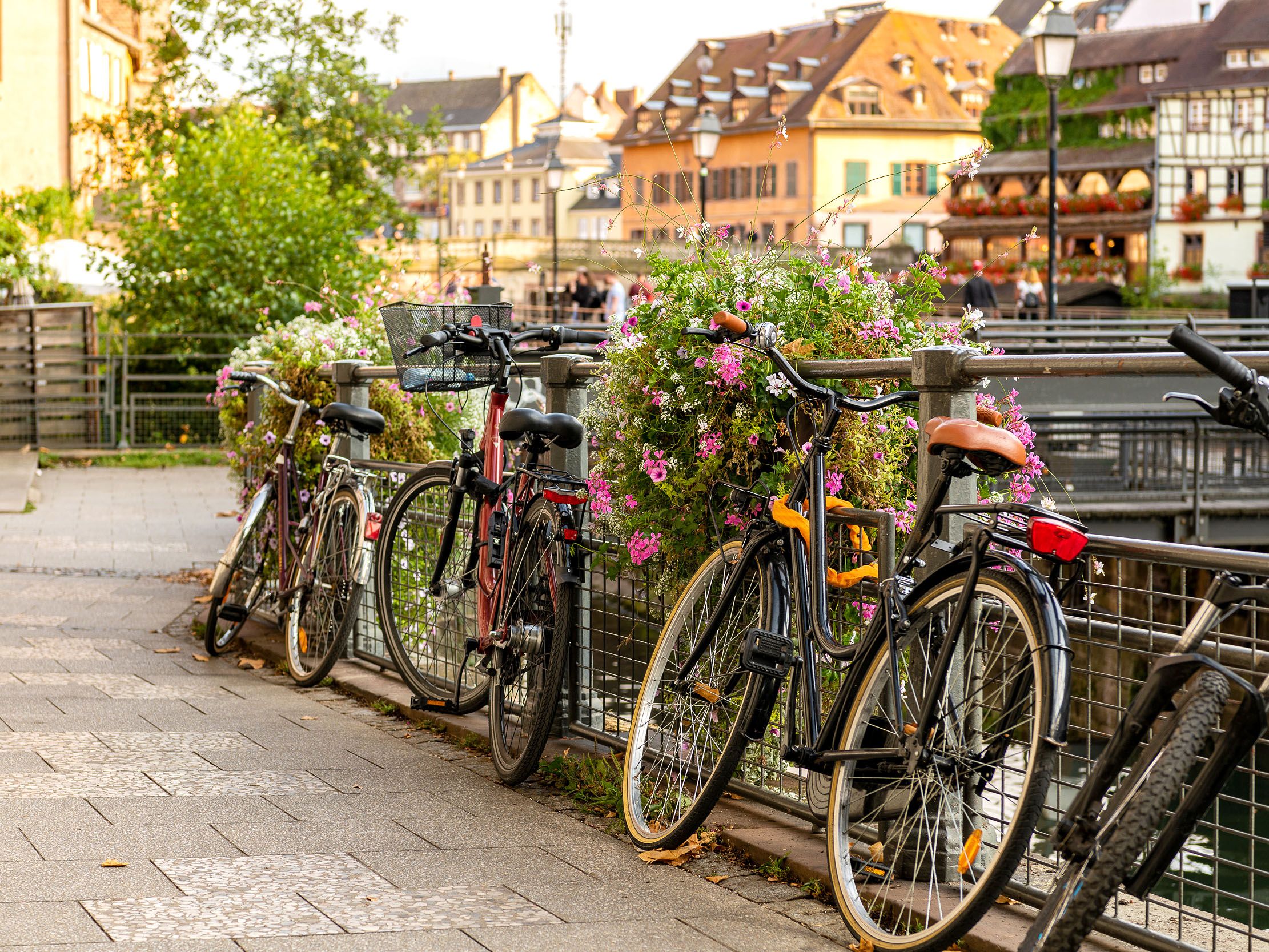 Bicycles parked along a fence with flowers.