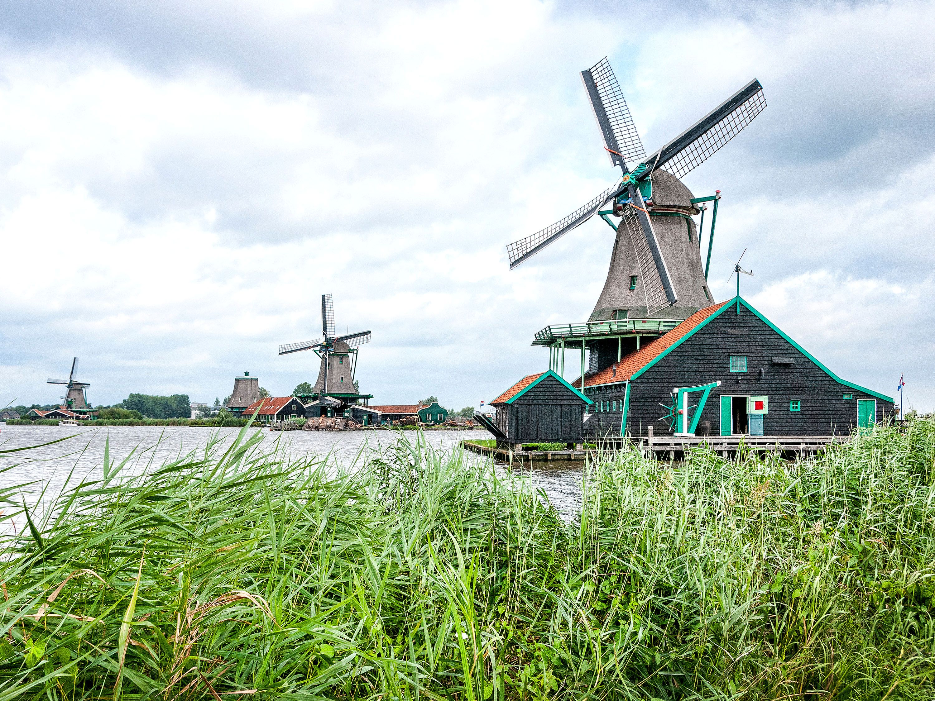 High grasses on waterfront and three large windmills.