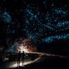 Two people stand under the illuminated ceiling of a glowworm cave in New Zealand