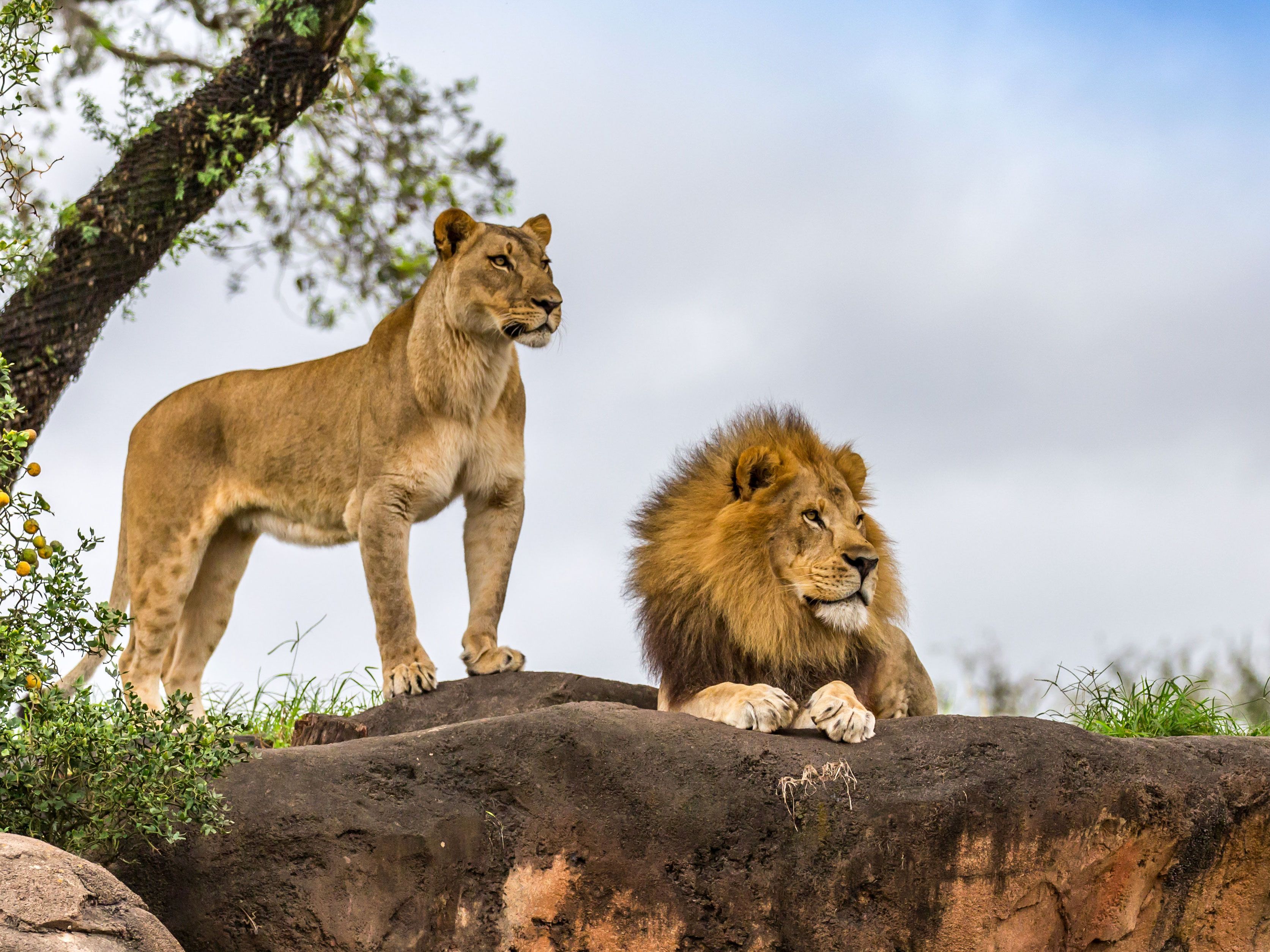 Two lions are seen on a rock looking out over Kruger National Park
