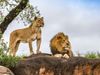 Two lions are seen on a rock looking out over Kruger National Park