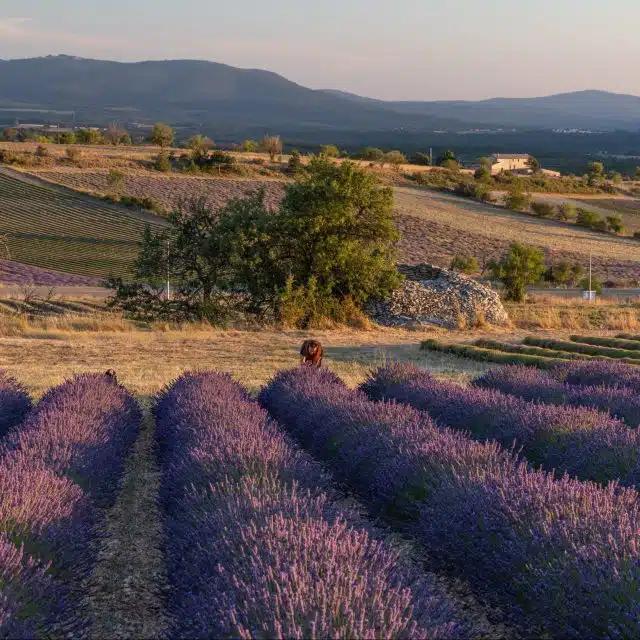 The lavender fields of Provence, France, with a person bending to pick some and countrysde seen beyond
