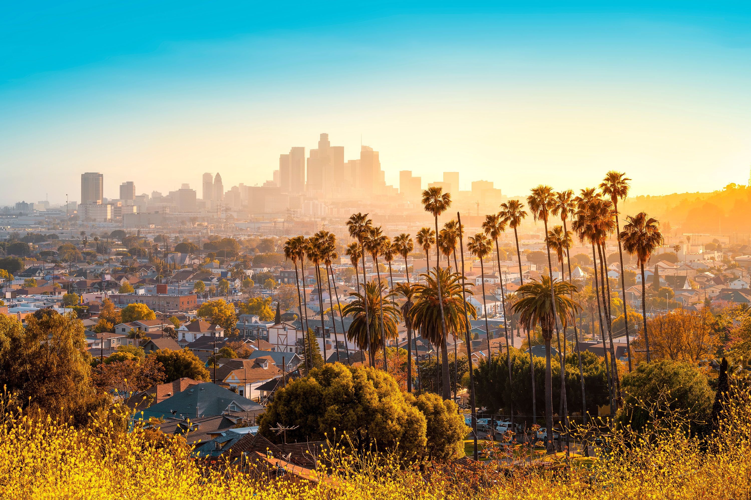 Los Angeles city skyline as seen from a hill.