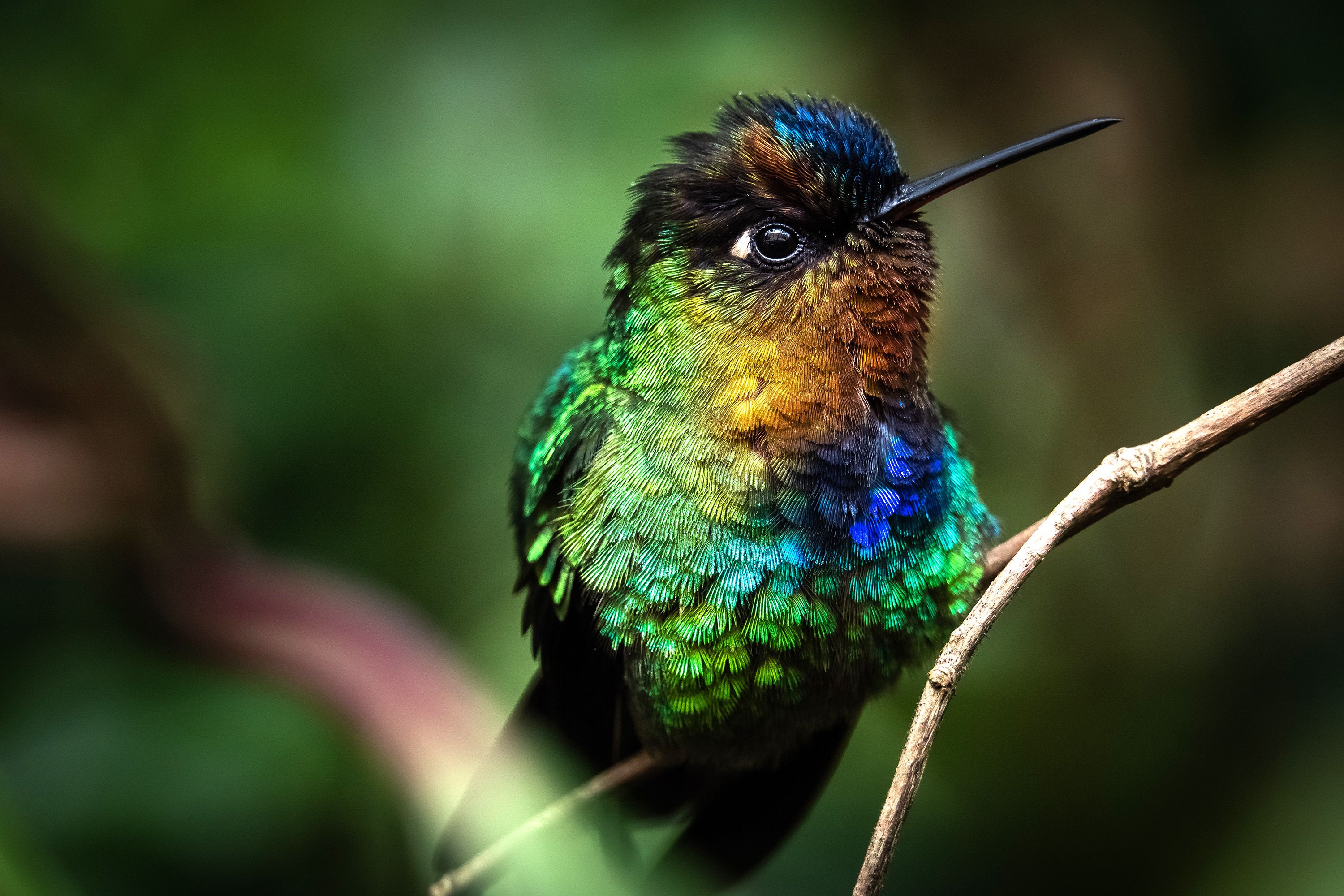 Colorful hummingbird sits on a branch.