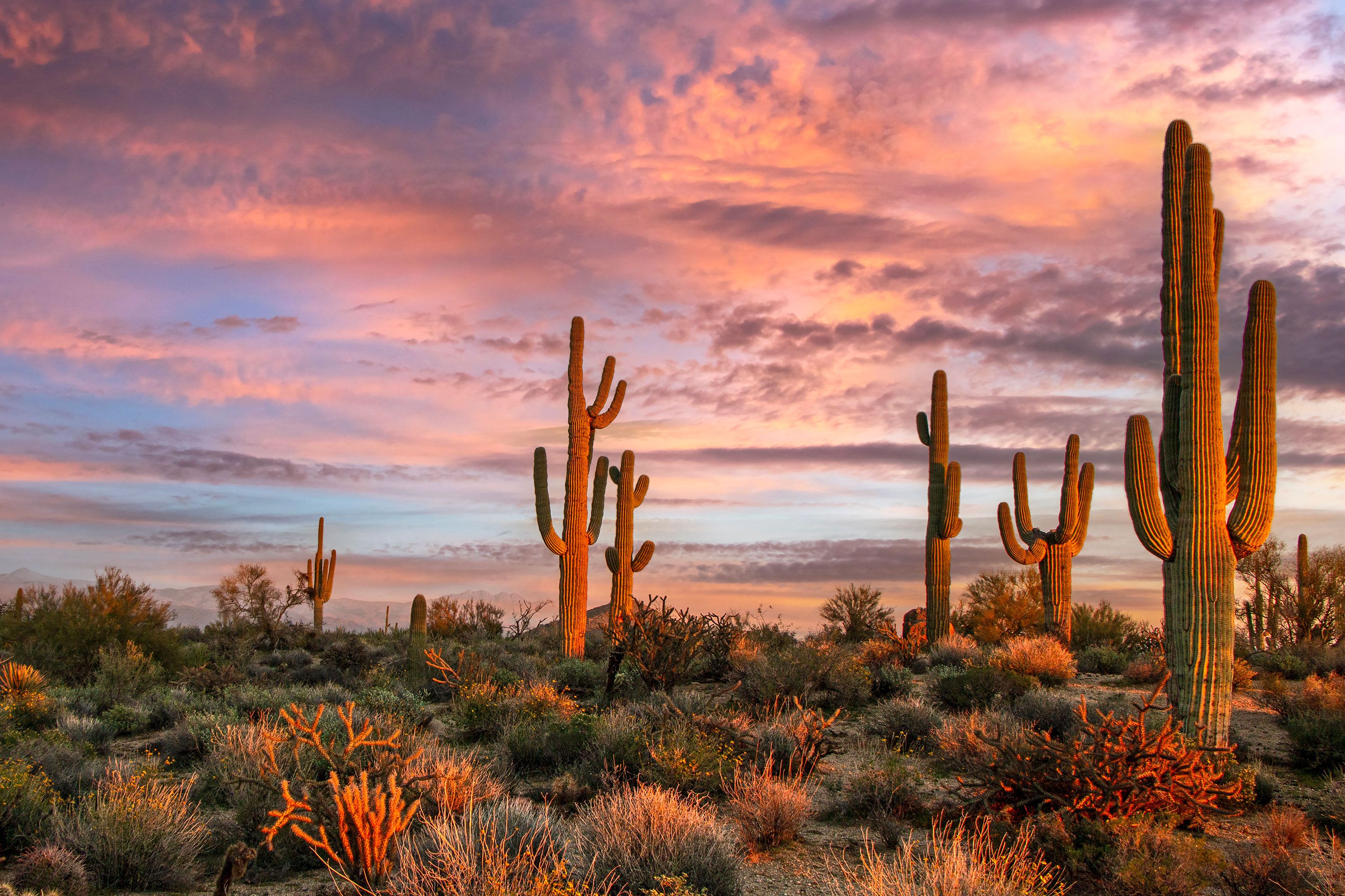 Silhouetted saguaro cacti against a warm, glowing desert sunset sky with rugged terrain stretching into the distance.