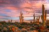 Silhouetted saguaro cacti against a warm, glowing desert sunset sky with rugged terrain stretching into the distance.