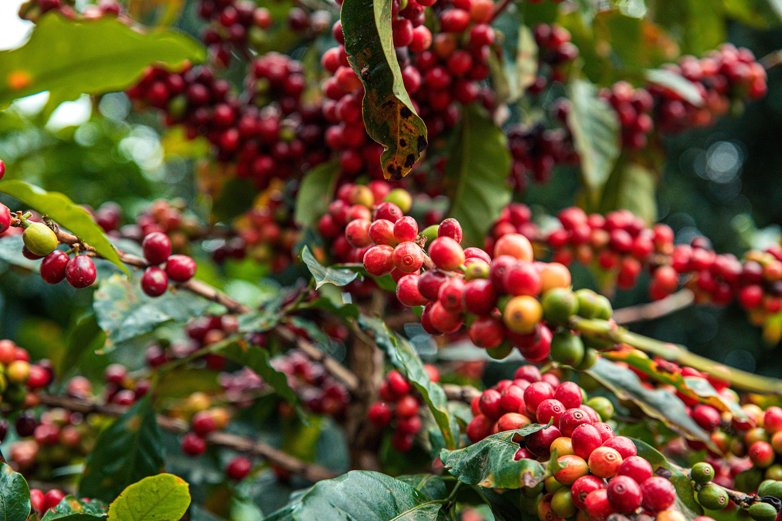 Red coffee beans growing in bunches.