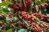 Red coffee beans growing in bunches.