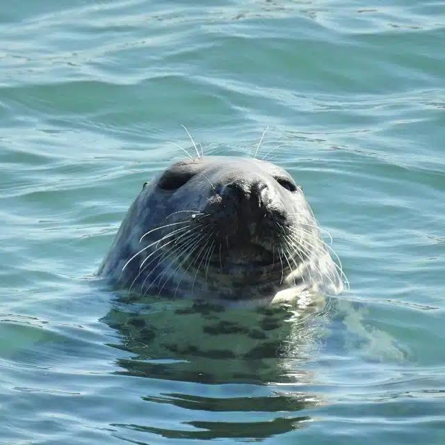 A seal's head pops out from the water