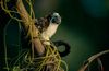 Tamarin Monkey