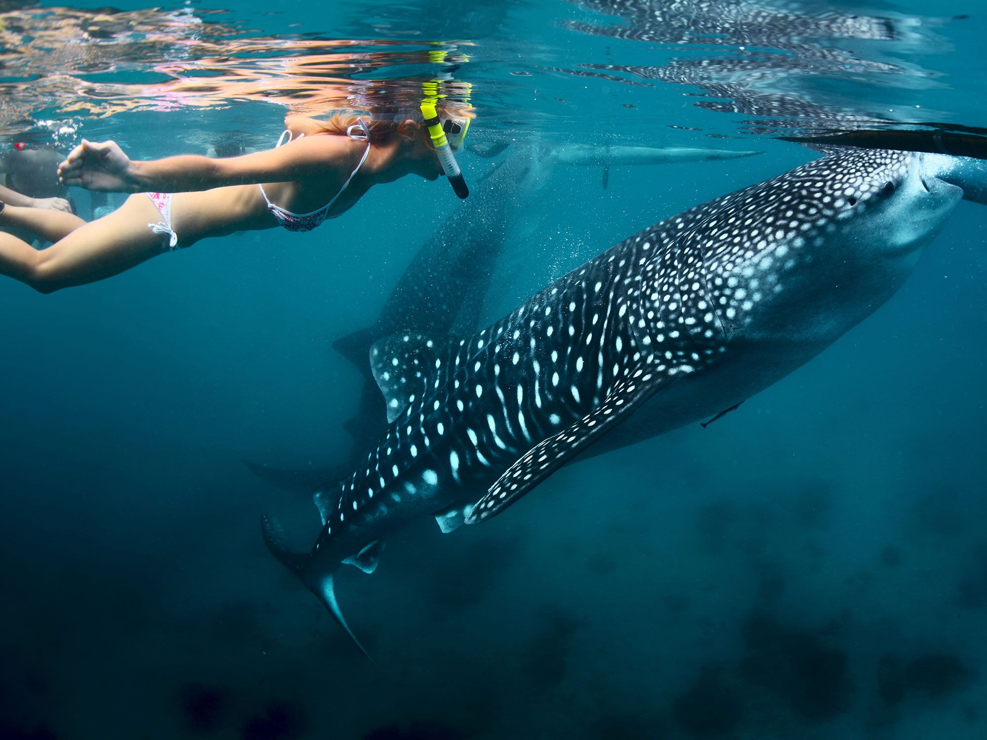 A woman snorkeling with a whale shark.