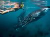 A woman snorkeling with a whale shark.