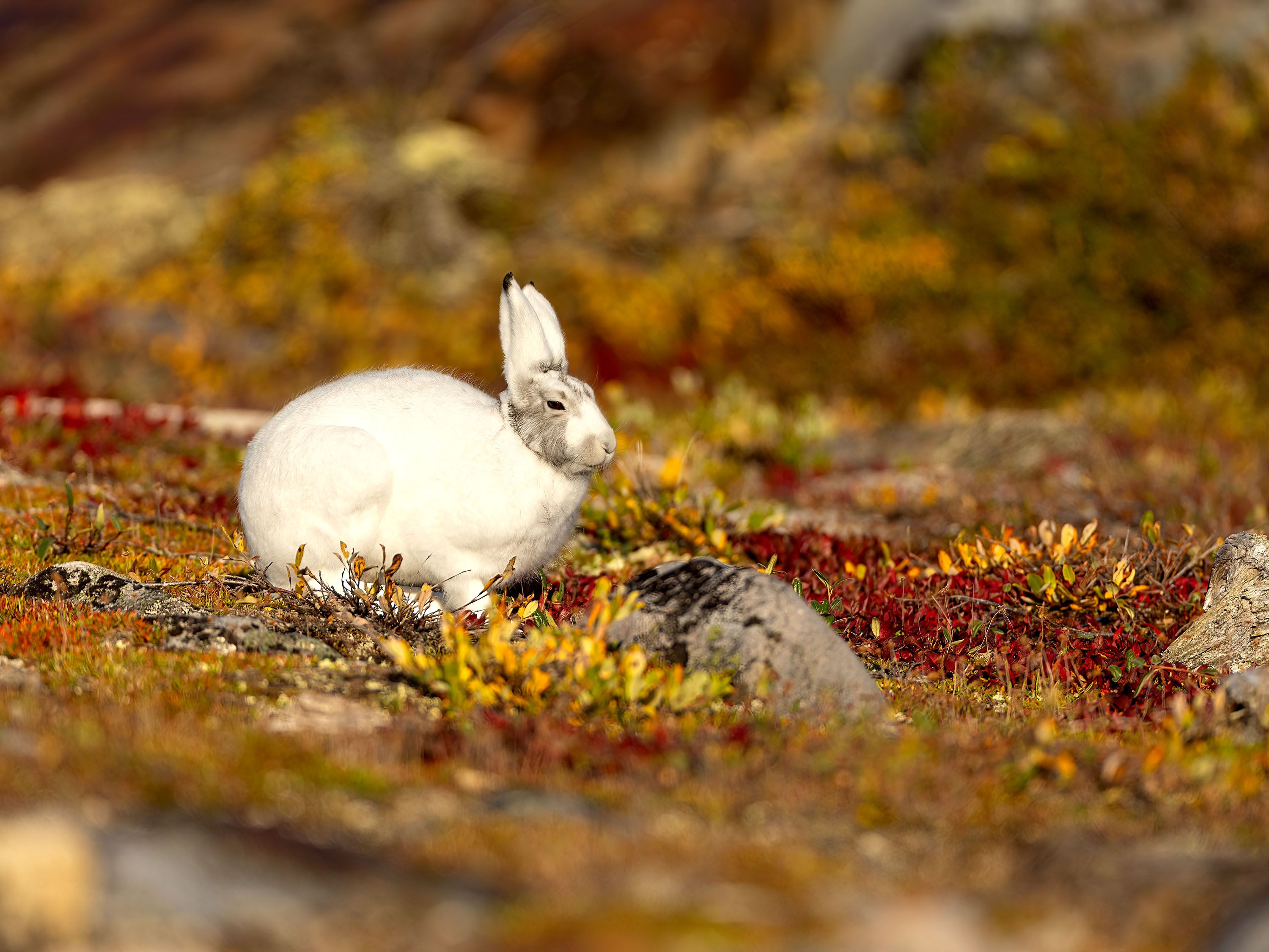 A white rabbit sits among red and yellow leafy groundcover. 