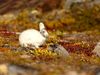 A white rabbit sits among red and yellow leafy groundcover.