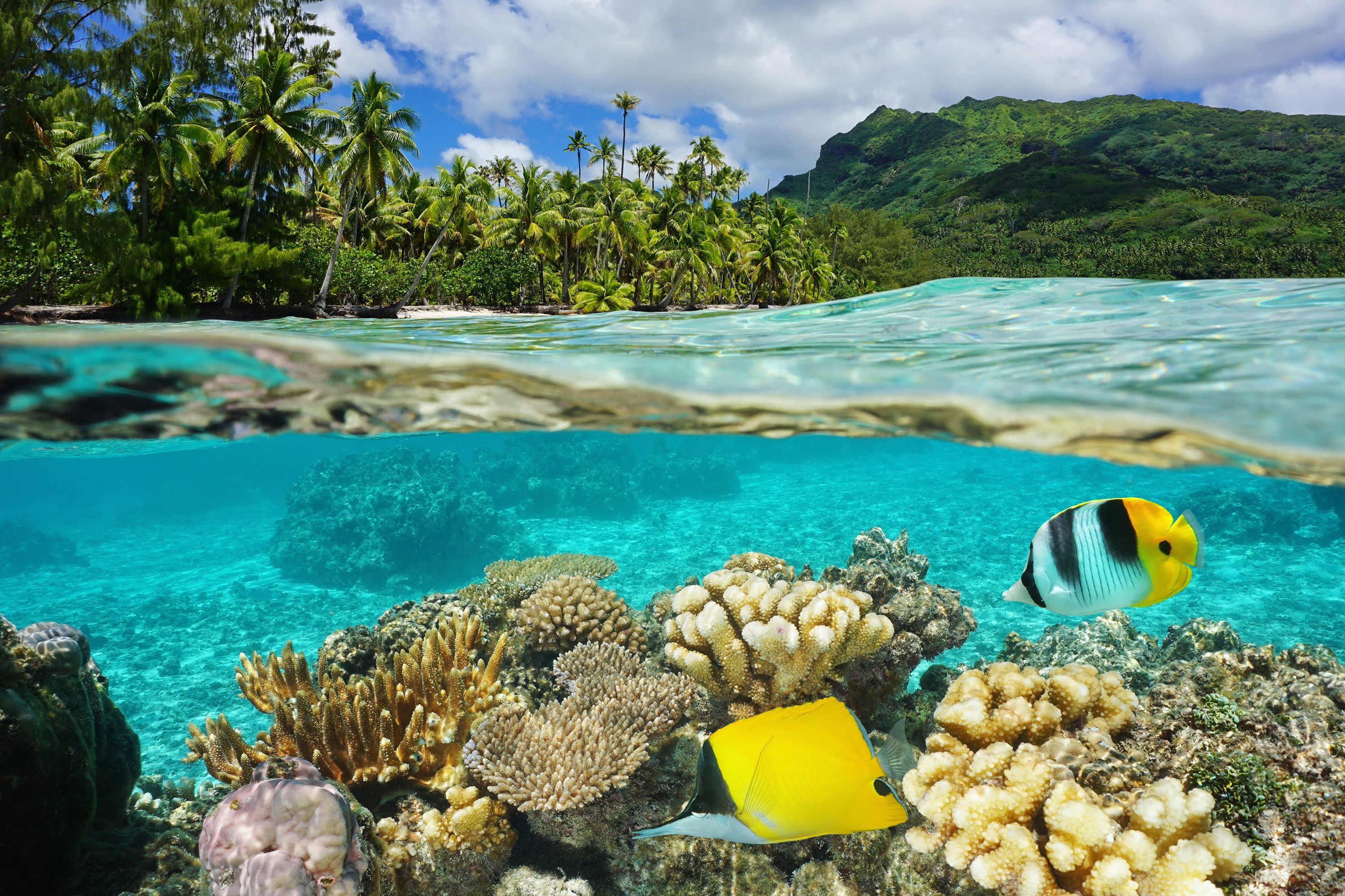 Below water view with fish and coral reef and above water view with palm trees and mountains in the distance in Polynesia.