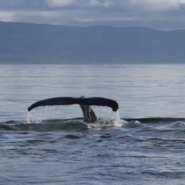A whale's tail emerges from the sea