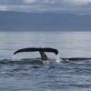 A whale's tail emerges from the sea