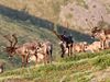 A herd of caribou gather on the side of a hill.