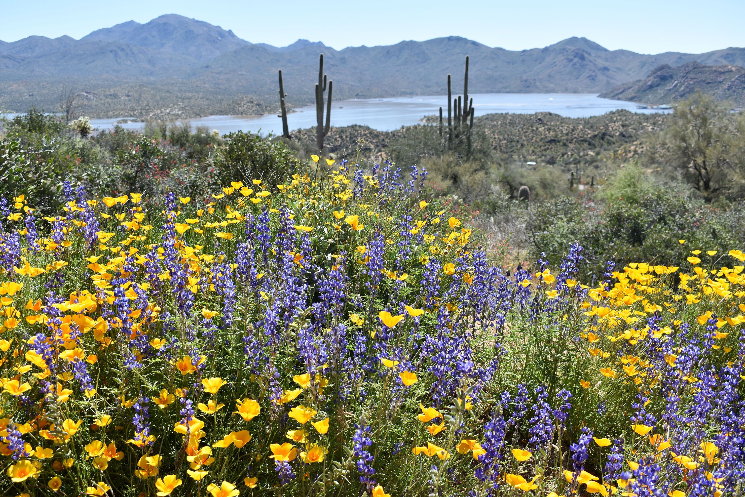 Vibrant yellow and purple wildflowers scattered across a desert landscape with cacti and distant rocky hills under a clear blue sky.