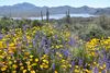 Vibrant yellow and purple wildflowers scattered across a desert landscape with cacti and distant rocky hills under a clear blue sky.