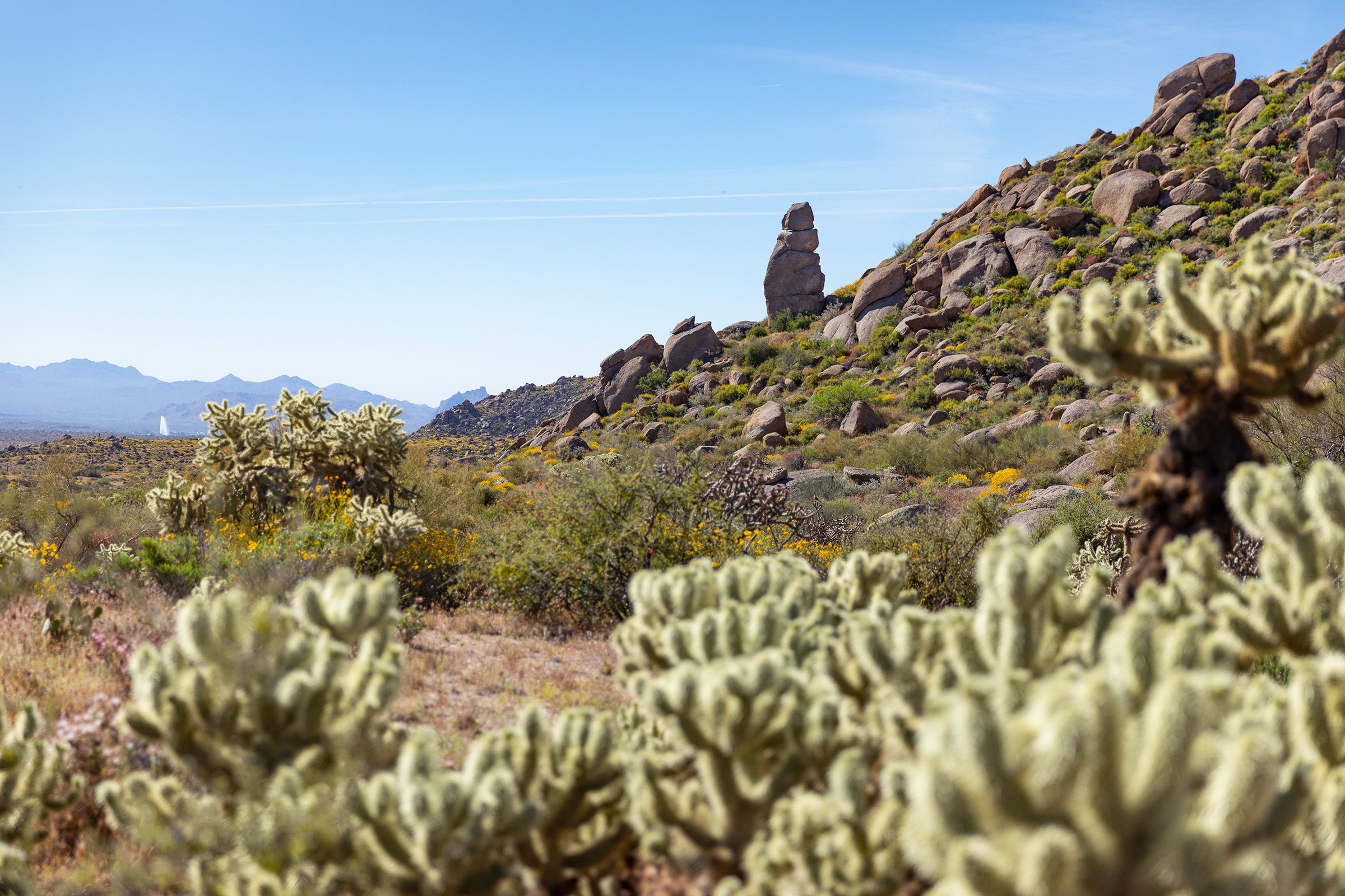 Spring Flowers nature landscape in Arizona desert cholla cactus.