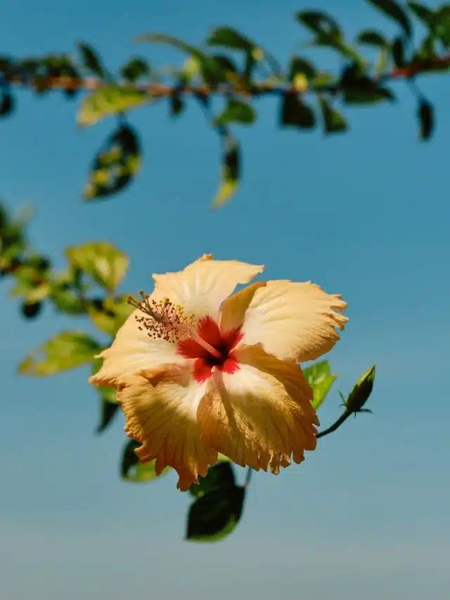 A hibiscus flower against a blue sky in Kerala, India