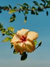 A hibiscus flower against a blue sky in Kerala, India