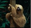 Brown-throated Three-toed Sloth