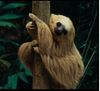 Brown-throated Three-toed Sloth