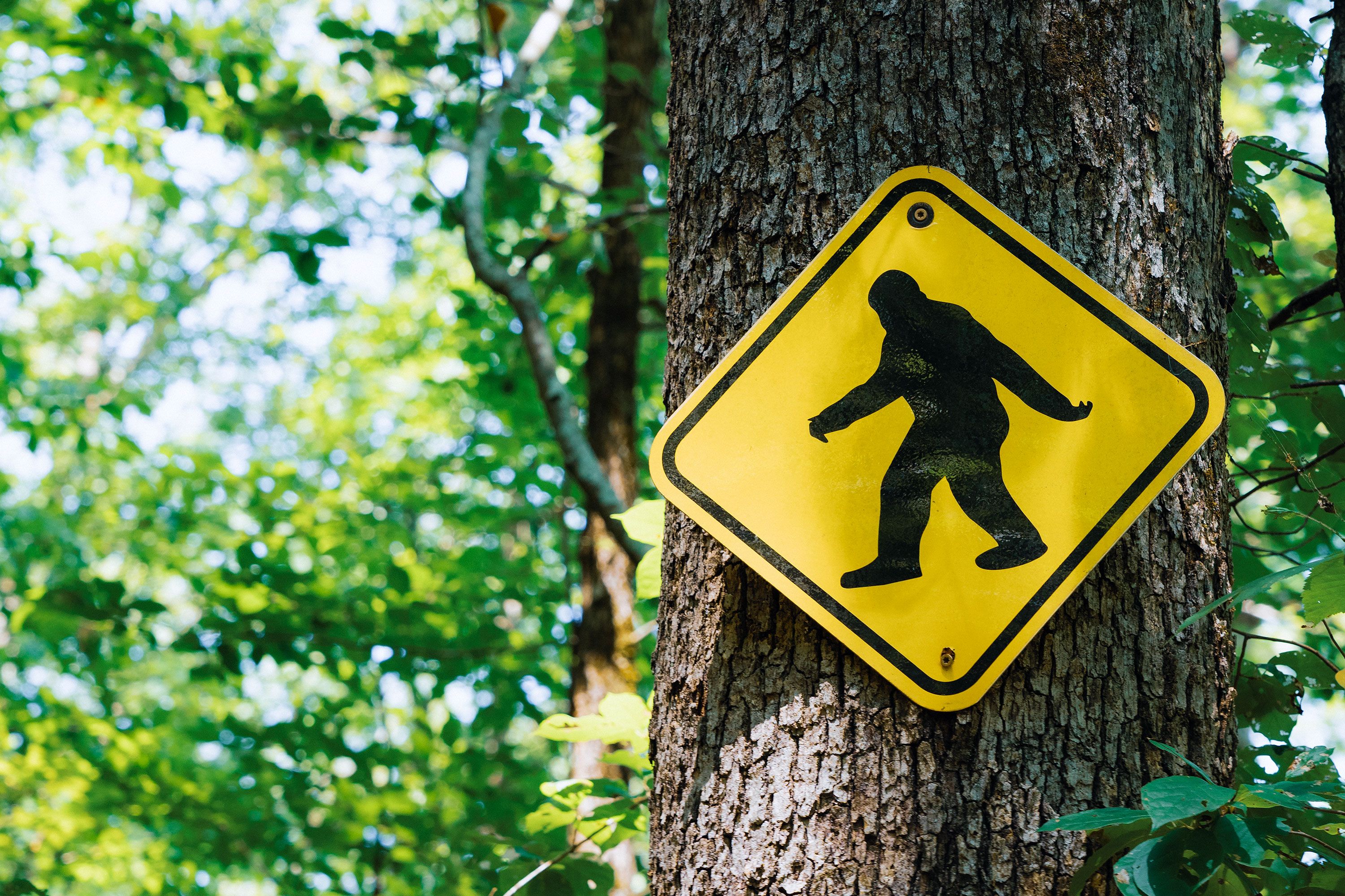 A yellow sign in a forest with an image of bigfoot with trees and greenery in the background.