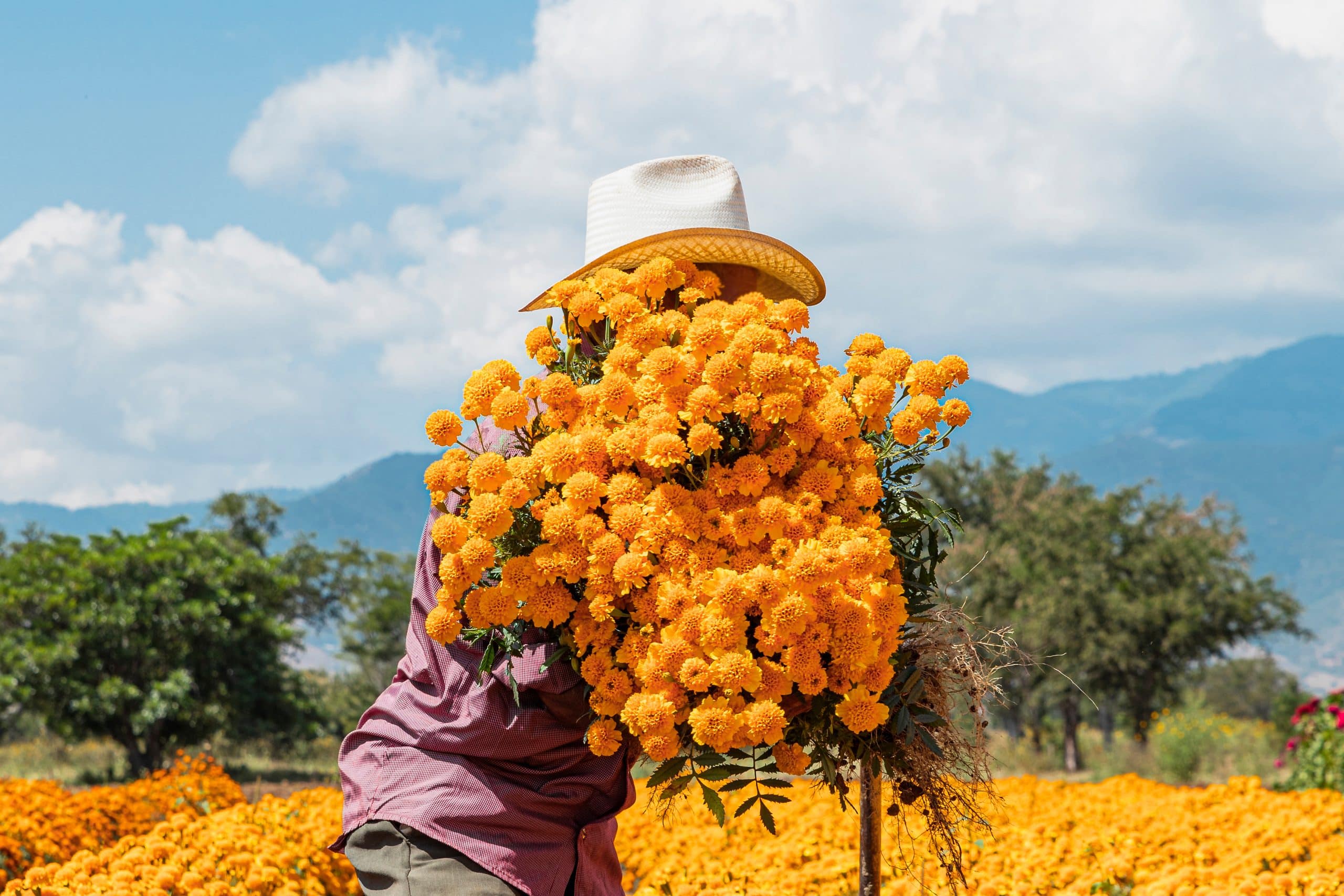 A man gathers a large bunch of marigolds in a field in Oaxaca, Mexico