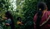 Local communities harvesting coffee beans 