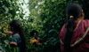 Local communities harvesting coffee beans