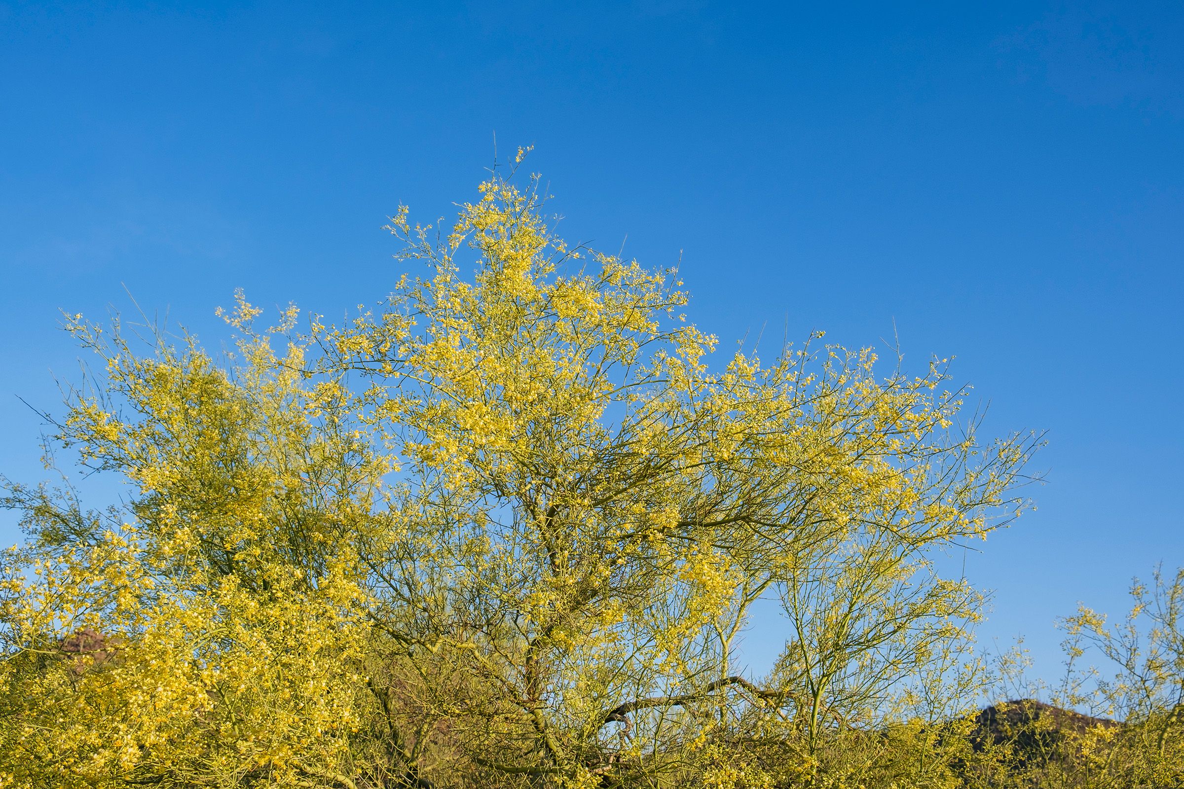 Yellow palo verde tree in bloom on clear blue sky day in spring. Southwest Arizona.