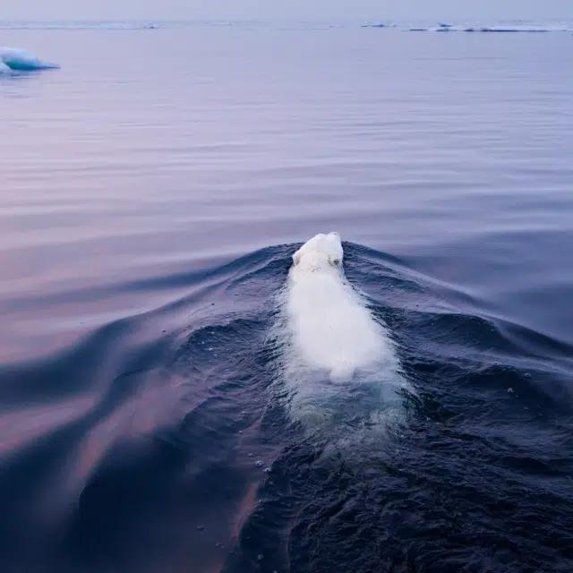 A polar bear takes a dip in Hudson Bay