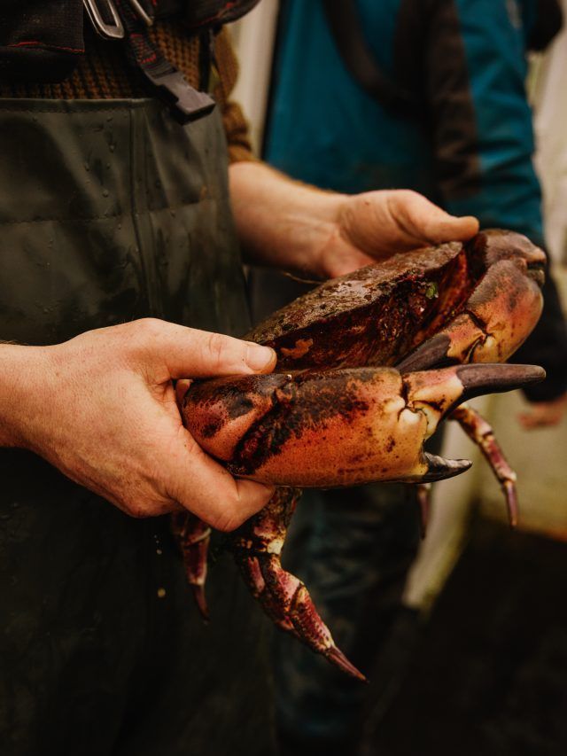 Fisherman David Lavelle holds a crab, fresh from the sea