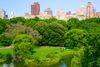 A lush green park with tall buildings in the background.