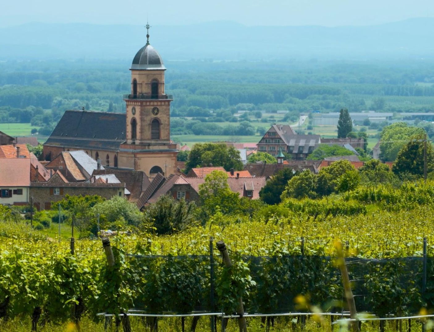 The Church of Saint-Hippolyte and rolling hills are seen in the distance beyond a sunlit vineyard in Strasbourg, France