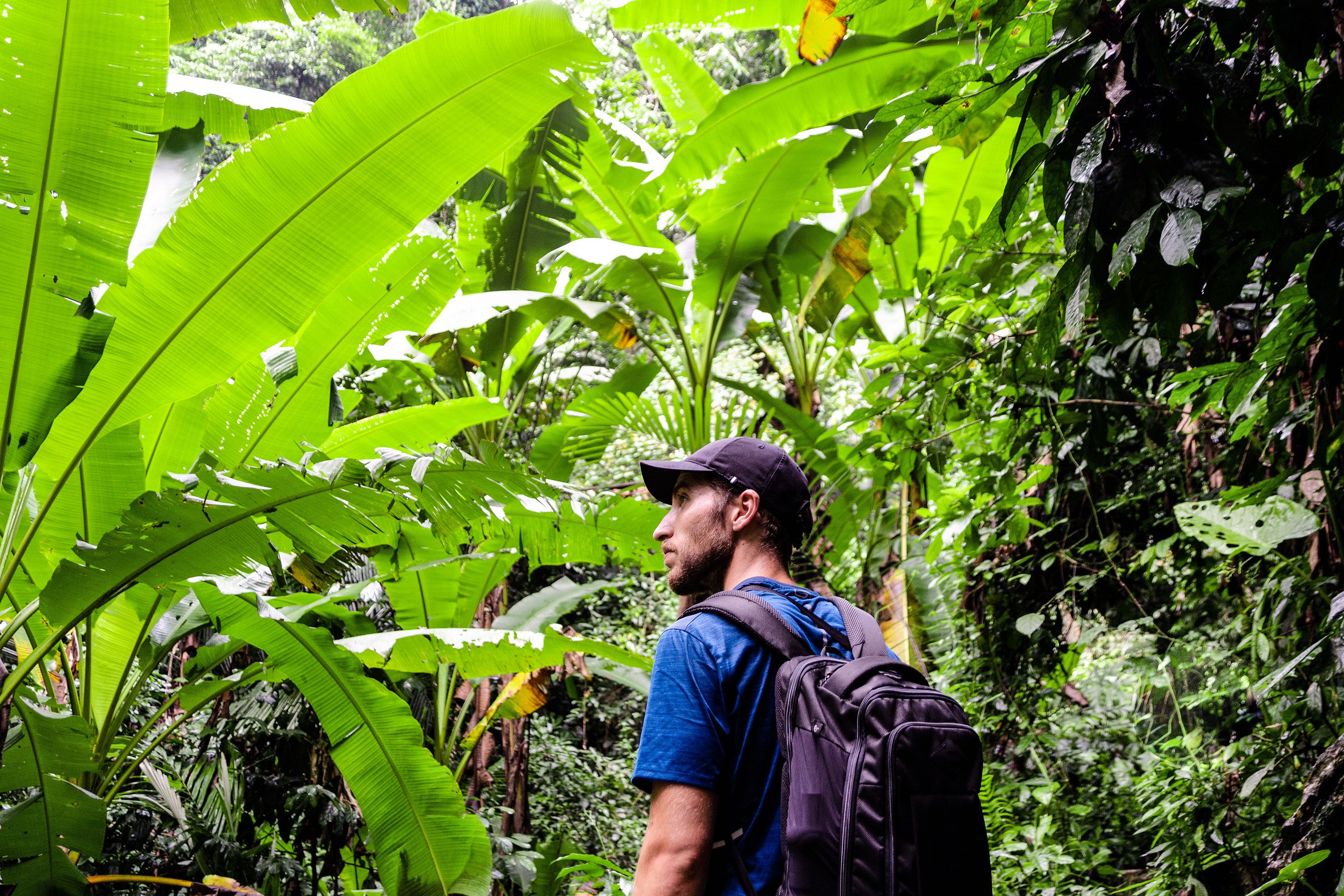 Man with backback and cap hikes through thick jungle.
