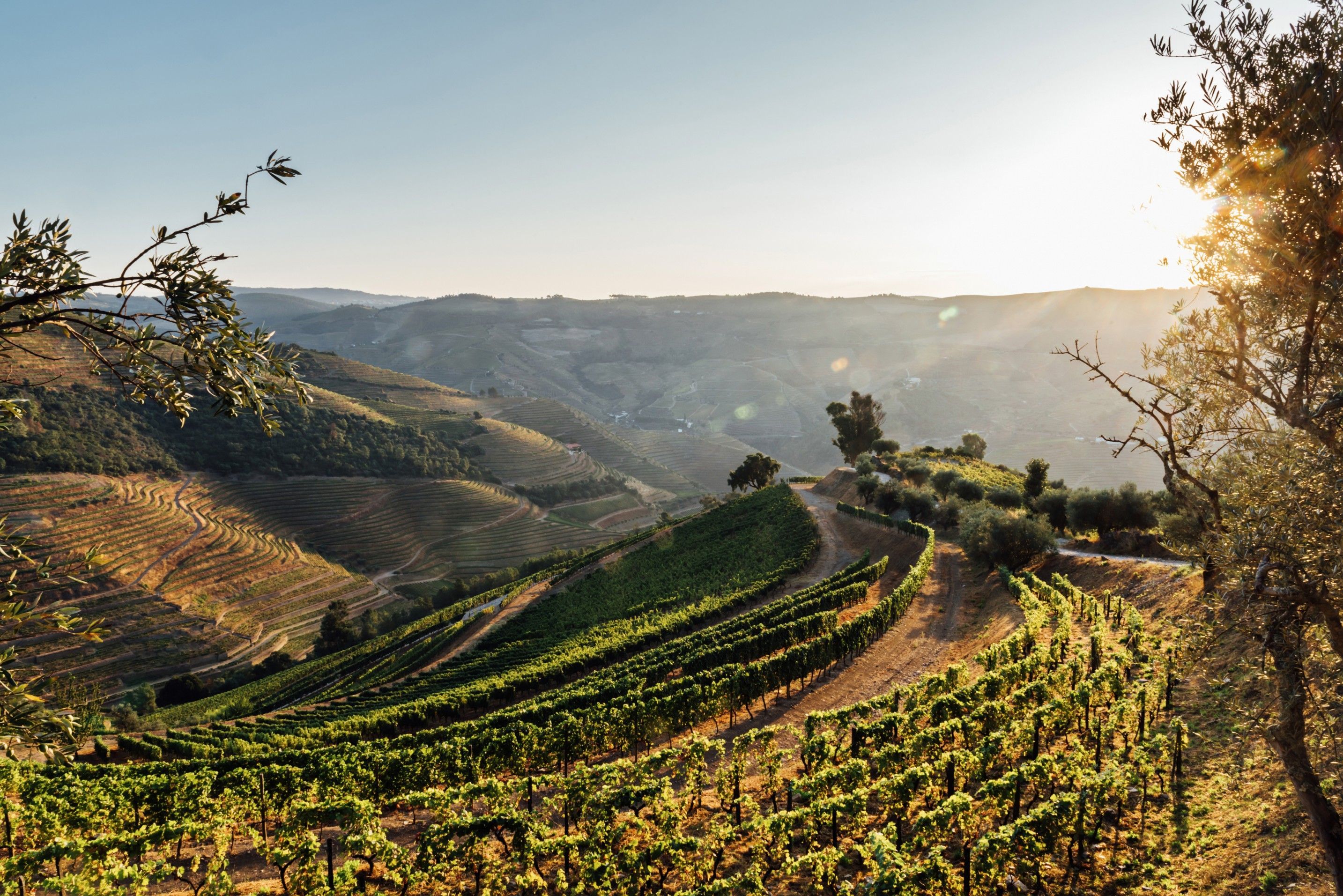 Rolling hills of Douro River Valley