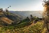 Rolling hills of Douro River Valley