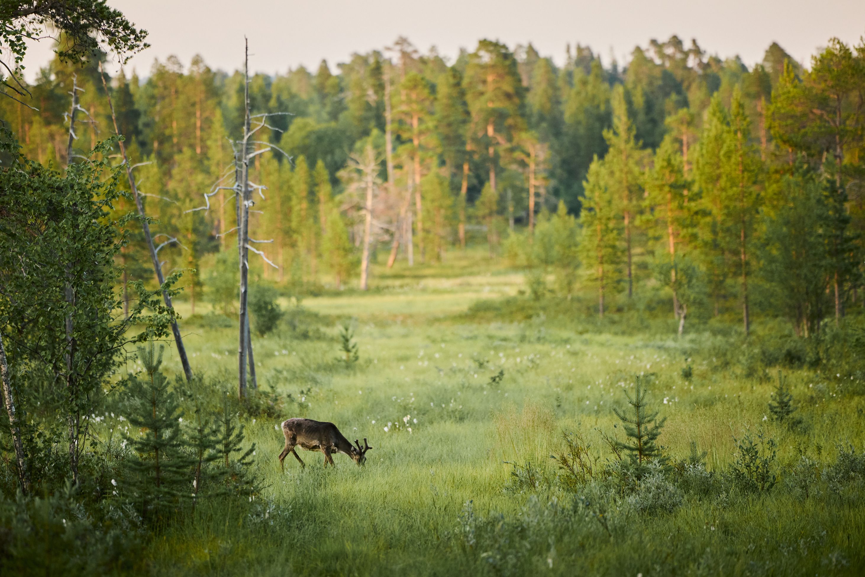 A deer in a meadow in Lapland during summer