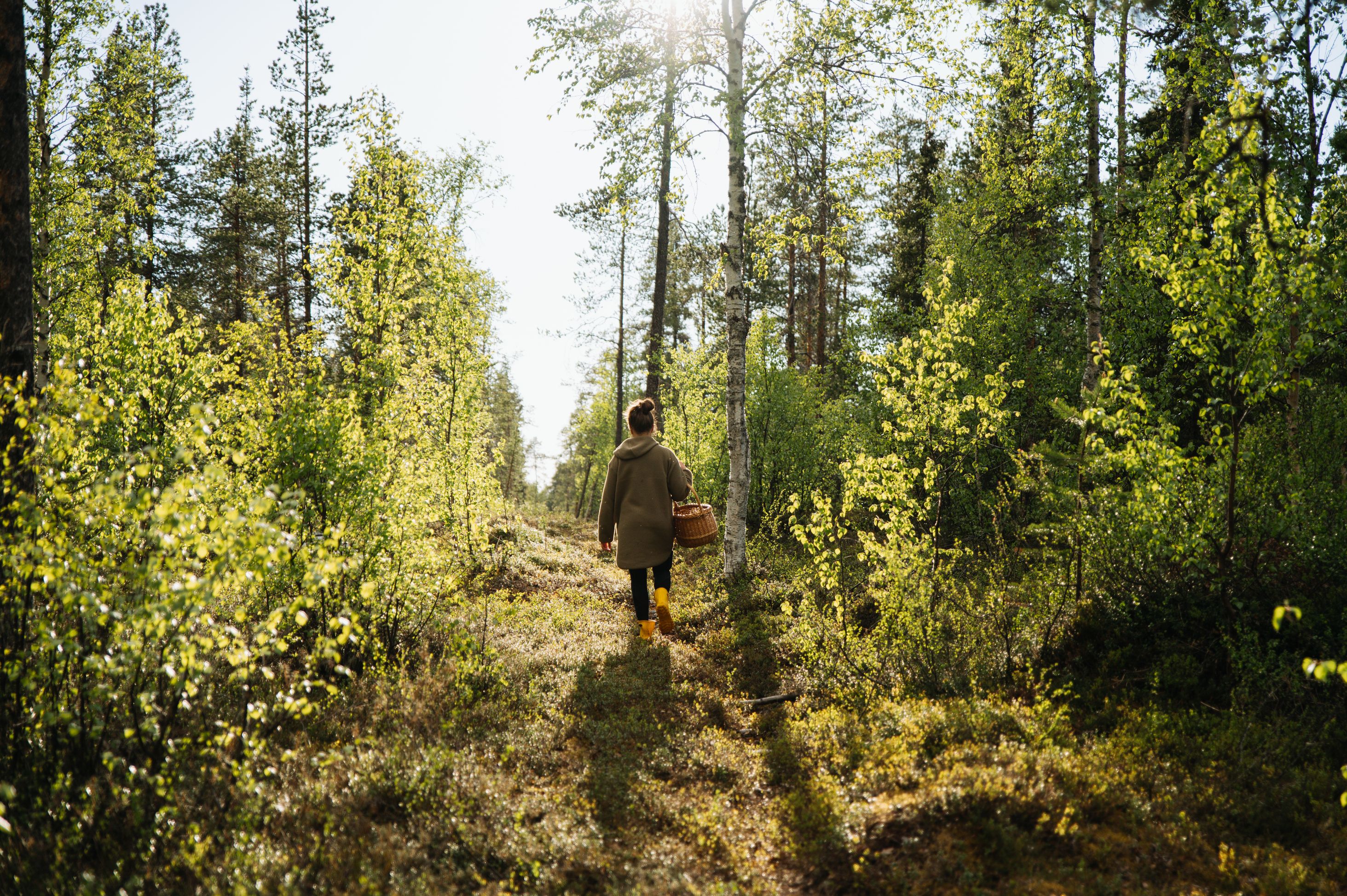 Woman with basket walking through Lapland while foraging